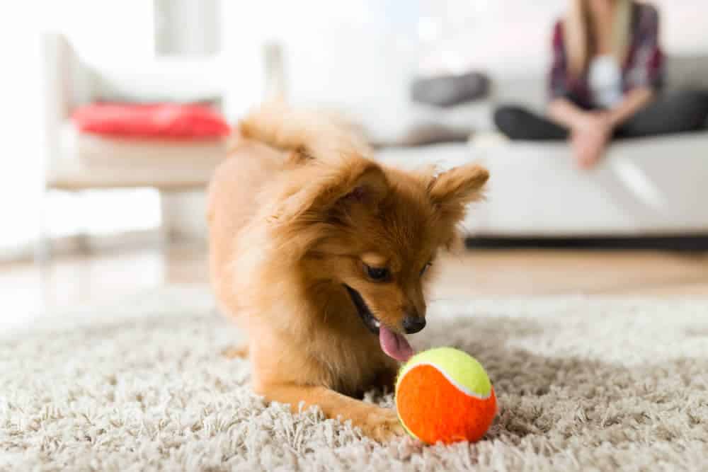 Cachorros em apartamento - Tenha estratégias prontas para gastar energia