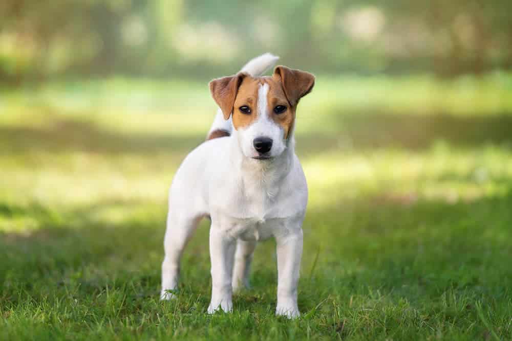 Jack Russel