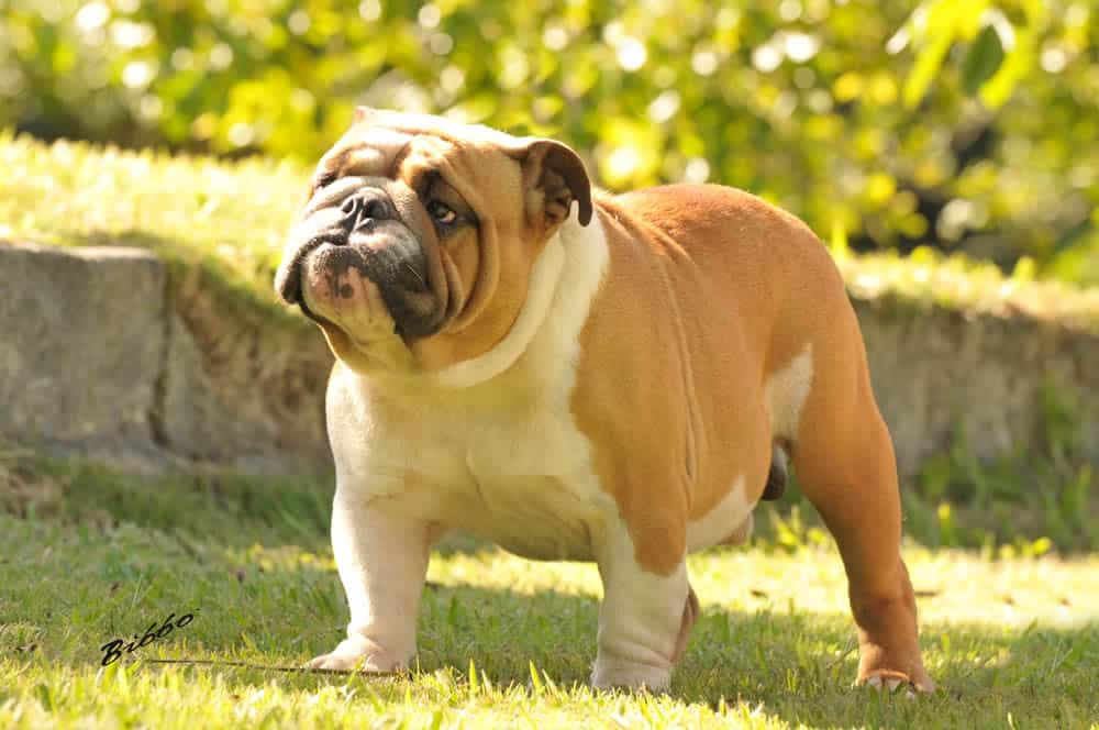 Buldogue Inglês