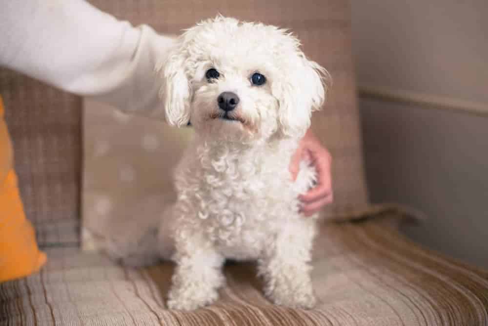 Poodle