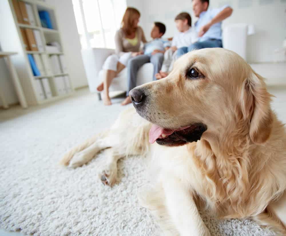 Cachorros em apartamento: saiba tudo sobre seus direitos e deveres