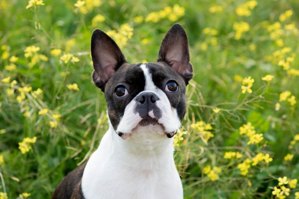 Raças de Cachorros para Apartamento - Boston Terrier