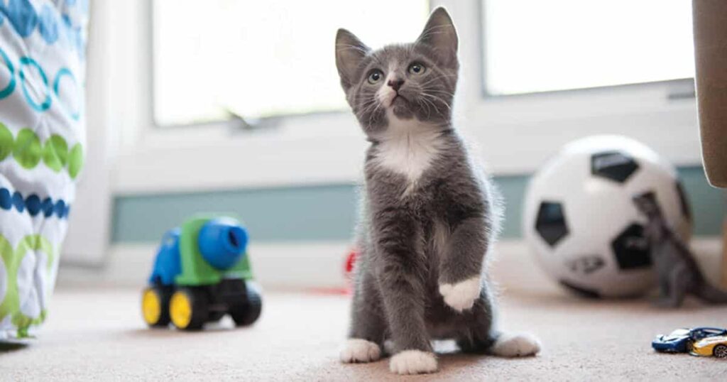 Escolha seu gato com cuidado