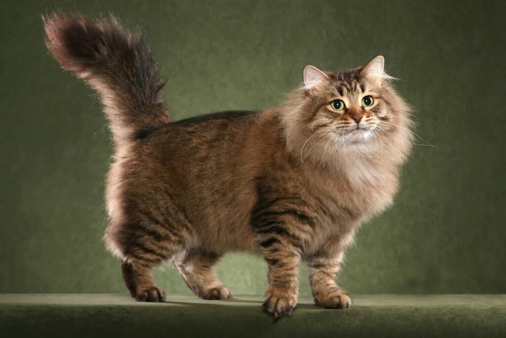 Maine Coon