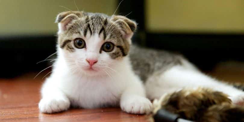 Scottish Fold