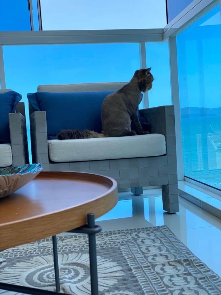Gatos em Apartamento