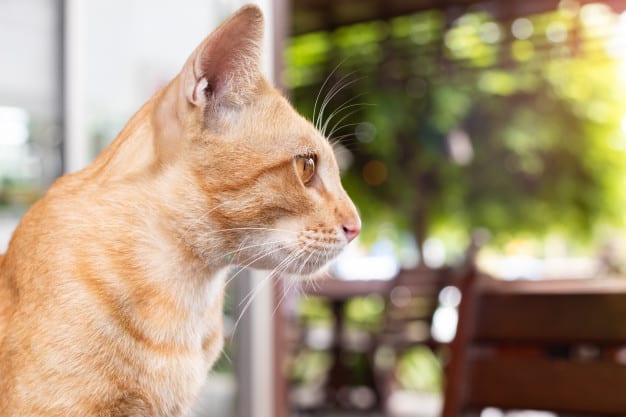Gatos olhando