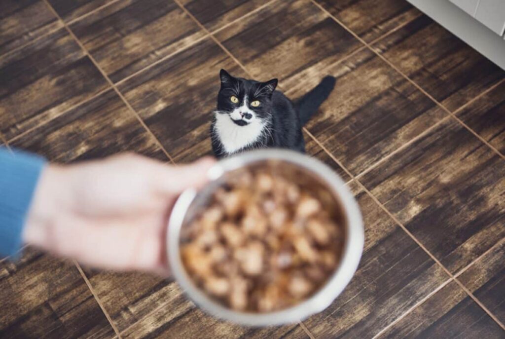Gato se alimentando