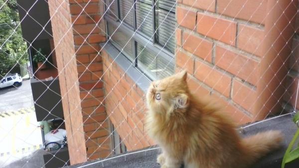 Proteção para Gatos em Apartamento