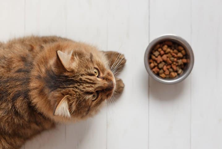Rações para Gatos
