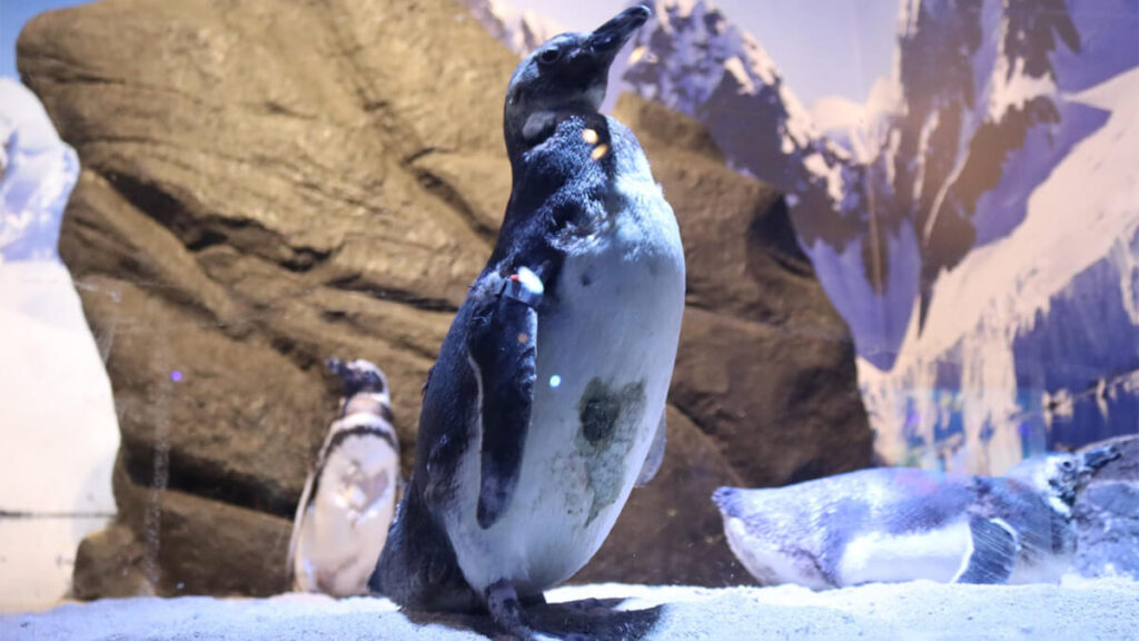 Oceanic Aquarium – Foto: Divulgação Oceanic Aquarium